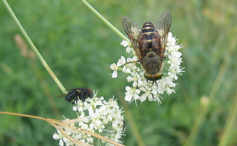 Tabanidae da determinare.....